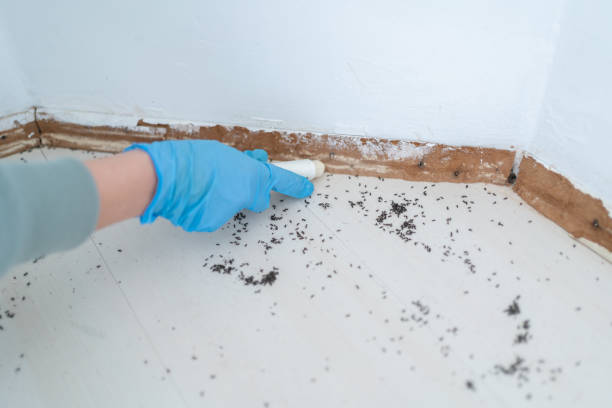 Professional Pest Control in Oconto Falls, WI